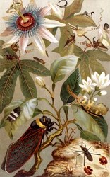 Cigarras extranjeras, lámina de Brehms Tierleben: Allgemeine Kunde des Tierreichs, vol.9, p.637, publicada por Bibliographisches Institut, 1892