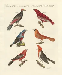 Aves extranjeras hermosas