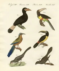 Aves extranjeras