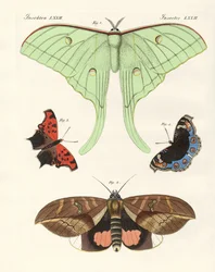 Mariposas extranjeras (grabado coloreado)