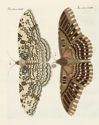 Mariposas extranjeras