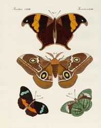 Mariposas extranjeras