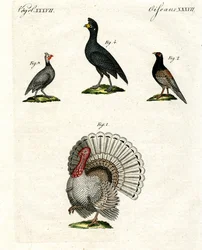 Aves de corral domésticas extranjeras
