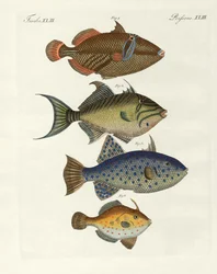 Peces extranjeros