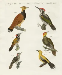 Pájaros carpinteros extranjeros