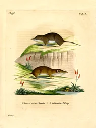 Musaraña del Bosque