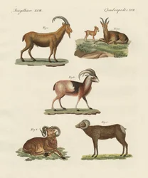 Animales cuadrúpedos