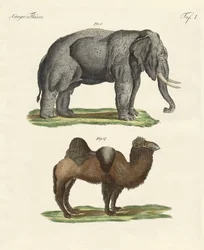 Animales cuadrúpedos