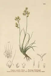 Festuca pumila, Festuca quadriflora