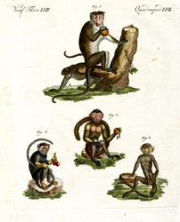 Cuatro tipos de monos