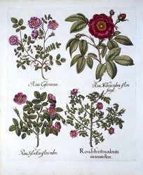 Cuatro Variedades de Rosa Canina, de Hortus Eystettensis, por Basil Besler, pub. 1613