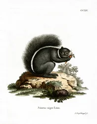 Ardilla Zorro