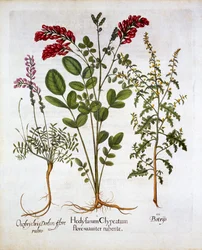 Madreselva francesa, esparceta común y geranio plumoso, de Hortus Eystettensis, por Basil Besler, pub. 1613