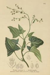 Acedera francesa (Rumex scutatus)