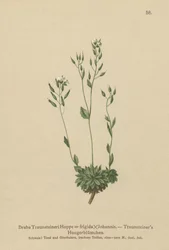 Draba frígida (Draba traunsteineri, Draba frigida)