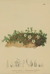 Sandwort fringido