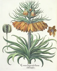 Fritilaria: Corona Imperialis florum classe duplici, del Hortus Eystettensis por Basil Besler (1561-1629), pub. 1613