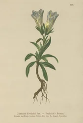 Genciana de Froelich (Gentiana Froelichii)