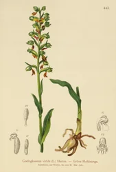 Orquídea Rana (Coeloglossum viride)