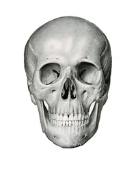 Vista frontal del cráneo humano