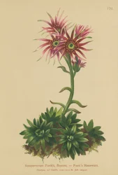 Gallinas y pollitos de Funk (Sempervivum Funkii)