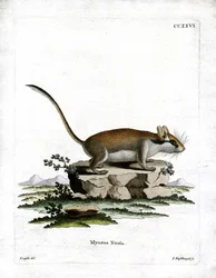 Lirón Jardín