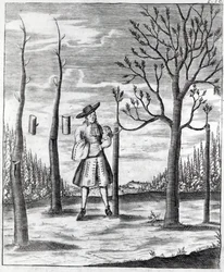 Jardinería y enfermedades de las plantas, una ilustración de 