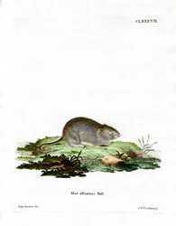 Ratón de Ajo