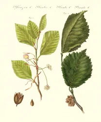 Árboles alemanes