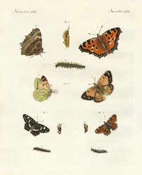 Mariposa diurna alemana