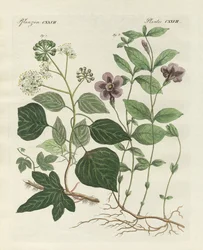 Planta perenne alemana