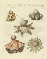 Geaster alemán
