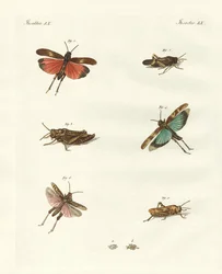 Saltamontes alemanes