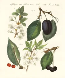 Tipos de frutas alemanas