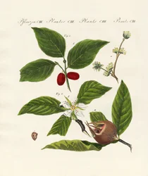 Tipos de frutas alemanas