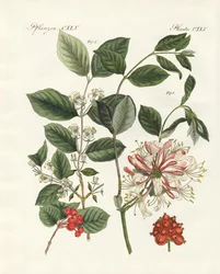 Tipos de maderas alemanas