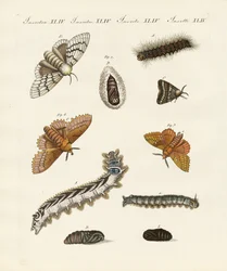 Polillas alemanas