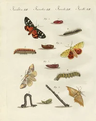 Polillas alemanas