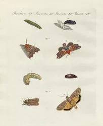 Polillas alemanas