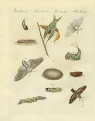 Mariposas nocturnas alemanas