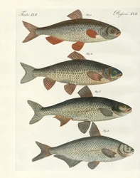 Peces de río alemanes
