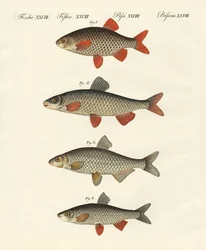 Peces de río alemanes