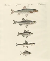 Peces de río alemanes