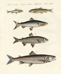 Peces de río alemanes