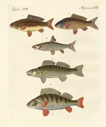 Peces marinos alemanes