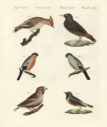 Aves canoras alemanas