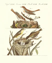 Aves cantoras alemanas