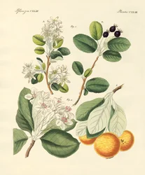 Especies de madera alemana