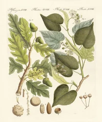 Árboles de madera alemanes