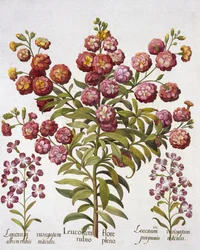 Clavelina, de Hortus Eystettensis, por Basil Besler (1561-1629), pub. 1613